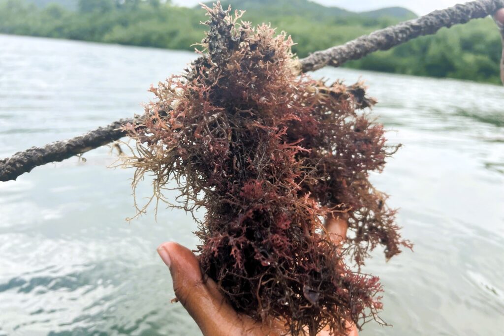 Sea Moss - human activities have been the main driver of climate change